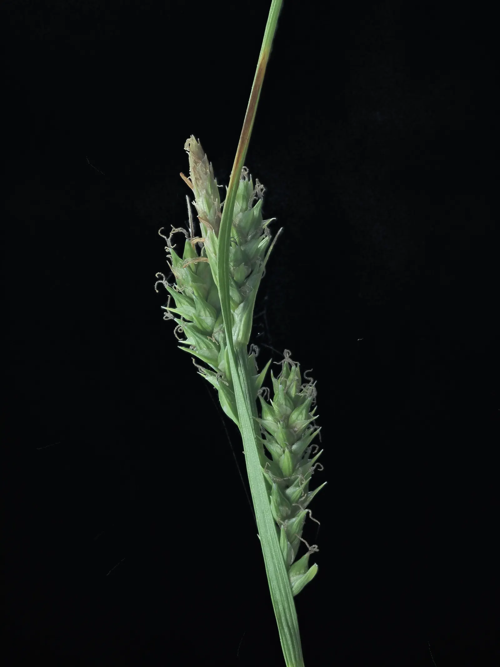 Berkeley Sedge (Carex Divulsa) — requiring moderate watering