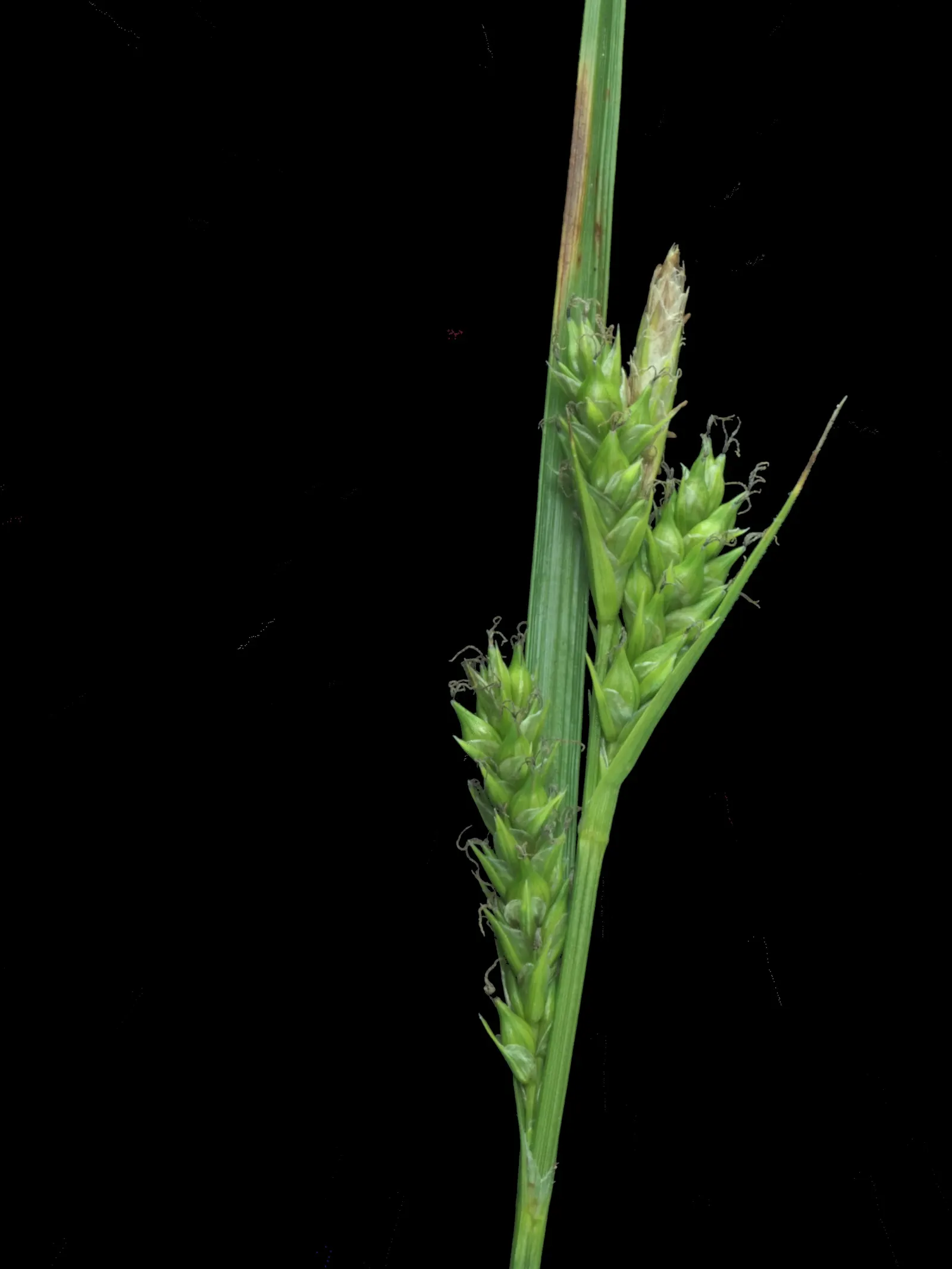 Berkeley Sedge (Carex Divulsa) — Its fine-textured, arching leaves are bright to dark green