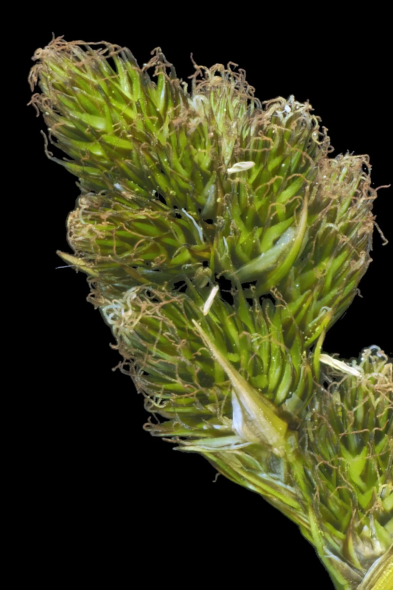 Berkeley Sedge (Carex Divulsa) — Berkeley Sedge adapts well to a variety of soils; thriving in USDA zones 5-9, it forms dense, fountain-like clumps, image 65