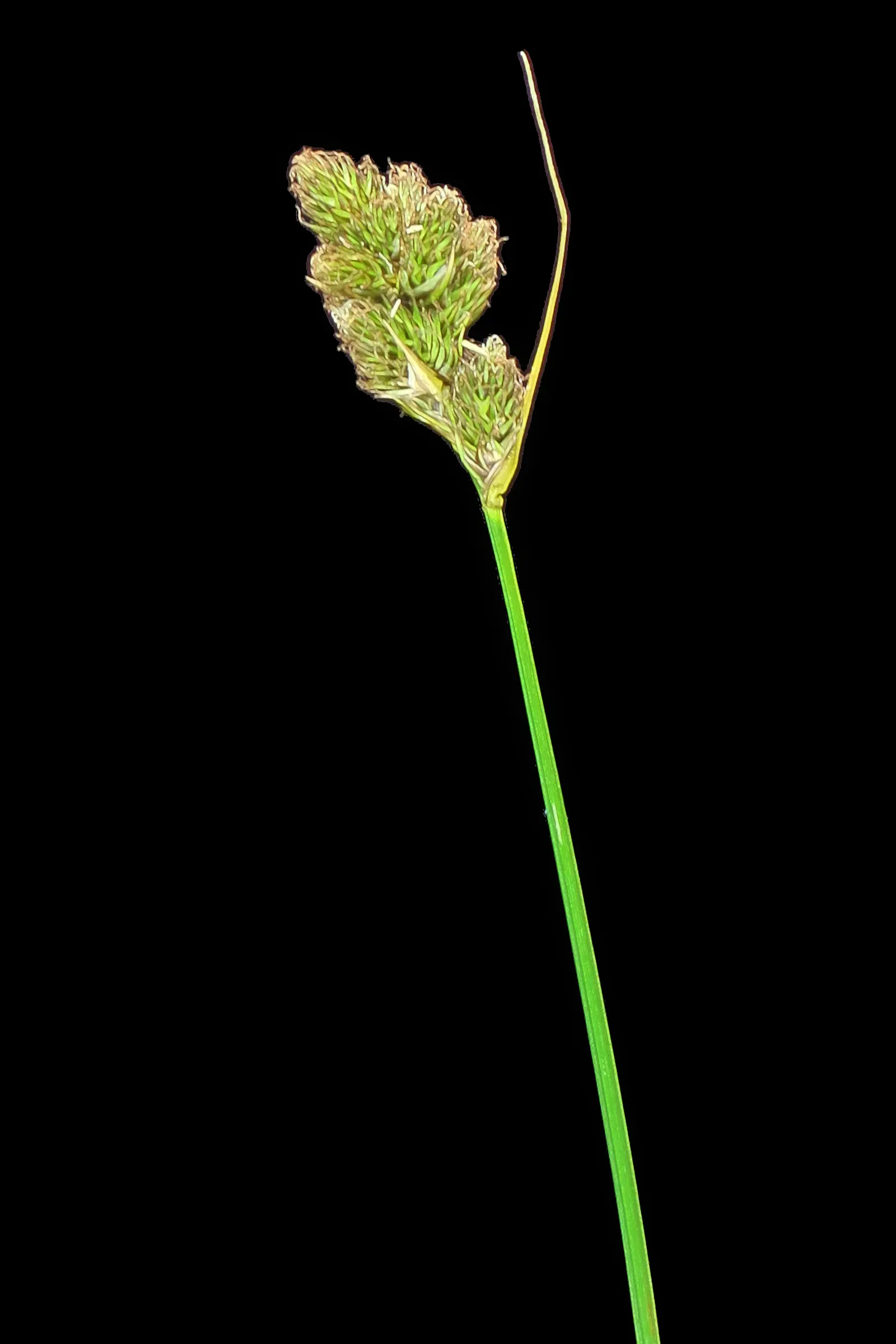 Berkeley Sedge (Carex Divulsa) — requiring moderate watering; grass-like appearance and ability to thrive in a diverse range of environmental, image 66
