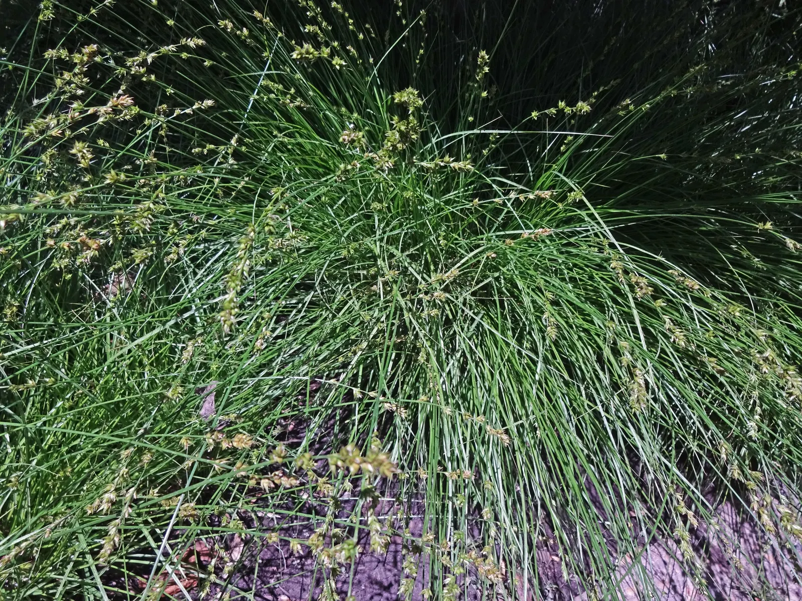 Berkeley Sedge (Carex Divulsa) — offering shelter and food to various insects