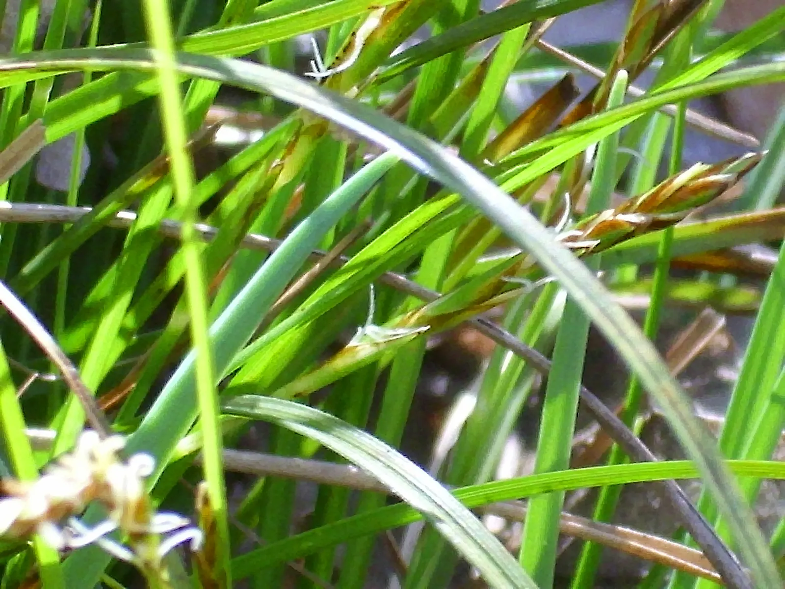 Berkeley Sedge (Carex Divulsa) — Berkeley Sedge adapts well to a variety of soils