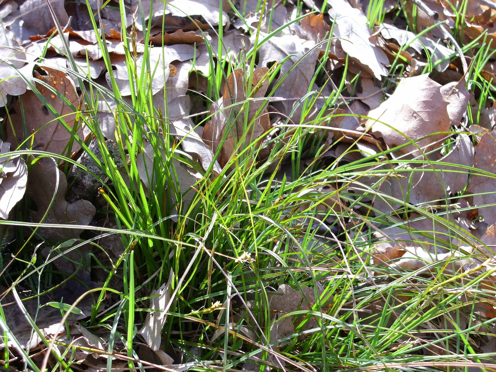 Berkeley Sedge (Carex Divulsa) — is a versatile evergreen perennial that is highly valued for its lush; particularly along banks or slopes, image 68