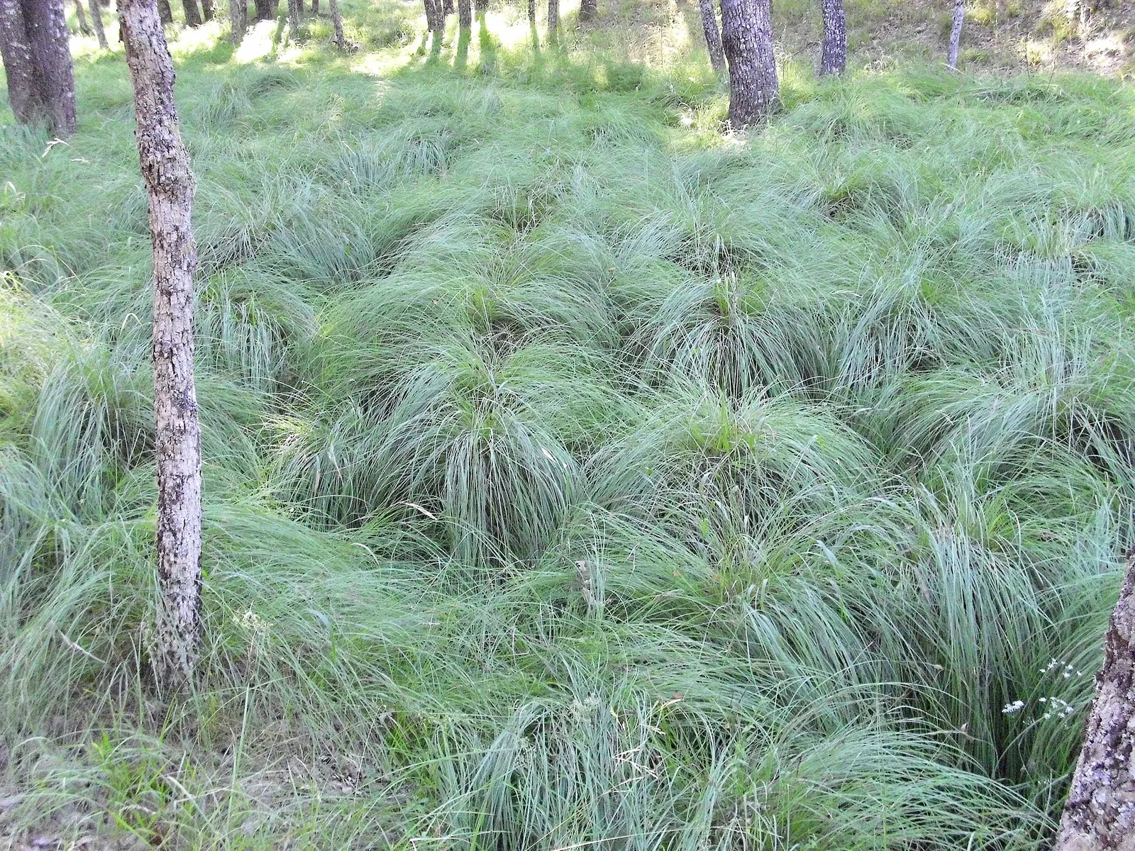 Berkeley Sedge (Carex Divulsa) — Berkeley Sedge adapts well to a variety of soils; thriving in USDA zones 5-9, it forms dense, fountain-like clumps reaching 1