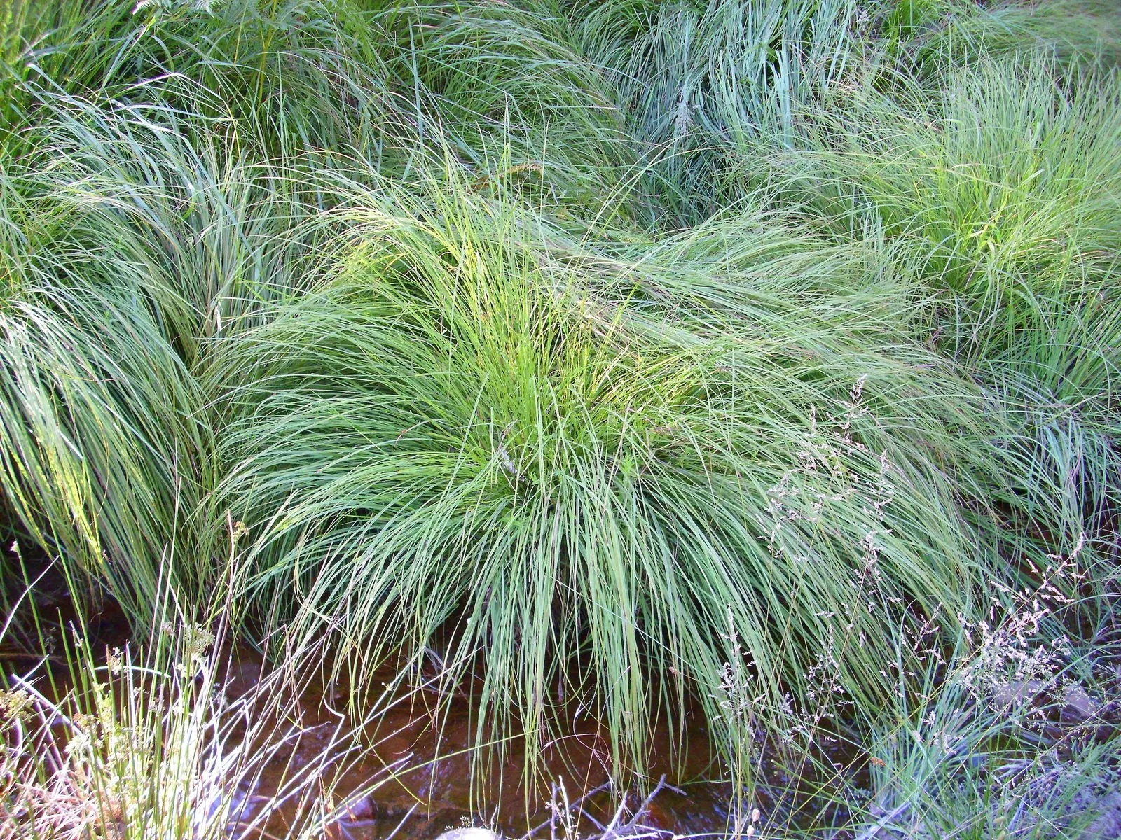Berkeley Sedge (Carex Divulsa) — requiring moderate watering; grass-like appearance and ability to thrive in a diverse range of environmental conditions