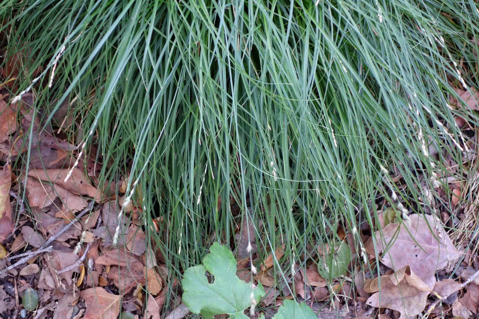 Berkeley Sedge (Carex Divulsa) — Thriving in USDA zones 5-9, it forms dense, fountain-like clumps reaching 1 to 2 feet in height and spread; with a, image 62