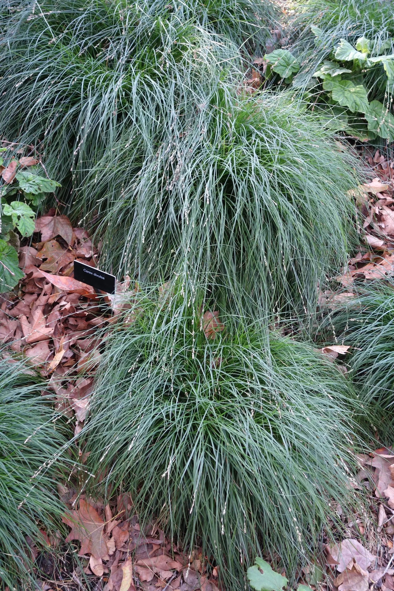 Berkeley Sedge (Carex Divulsa) — grass for full or half