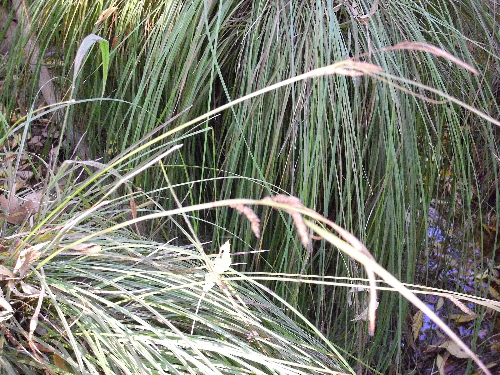 Berkeley Sedge (Carex Divulsa) — With its fine texture and graceful form