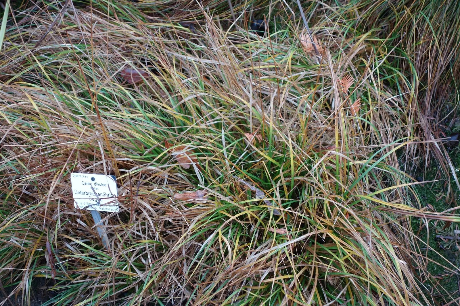 Berkeley Sedge (Carex Divulsa) — from well-drained sandy soils to clay; and as an accent in mixed containers