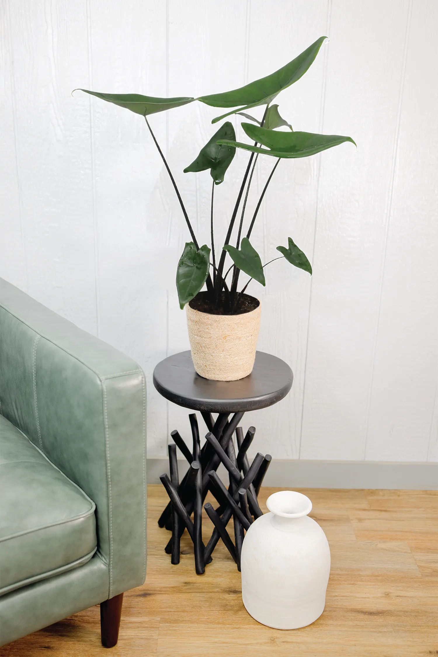 Blackout™ Zebrina Black Stem (Alocasia zebrina) — The Alocasia zebrina is a bold tropical houseplant with deep green