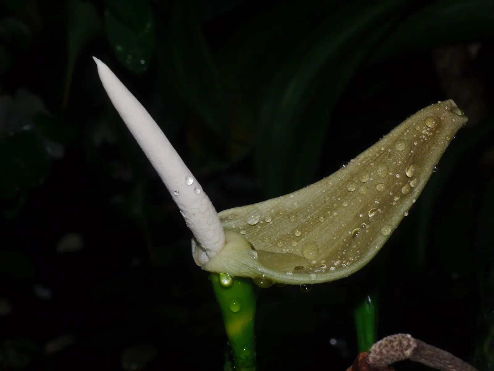 Blackout™ Zebrina Black Stem (Alocasia zebrina) — arrowhead leaves held on dark