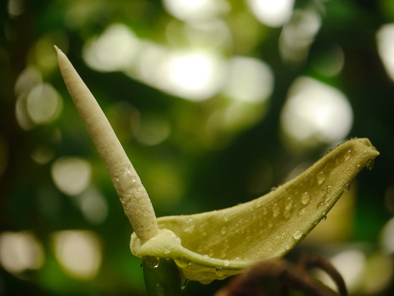 Blackout™ Zebrina Black Stem (Alocasia zebrina) — making it a strong thriller for containers and bright interiors