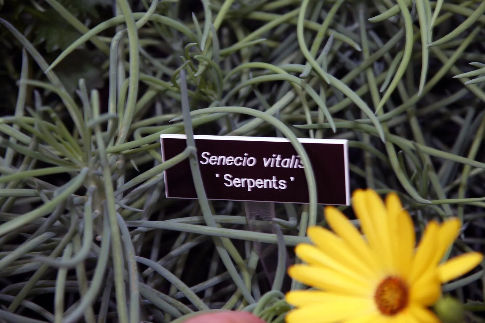 Narrow-leaf Chalksticks (Senecio Vitalis) — commonly called Chalk Fingers