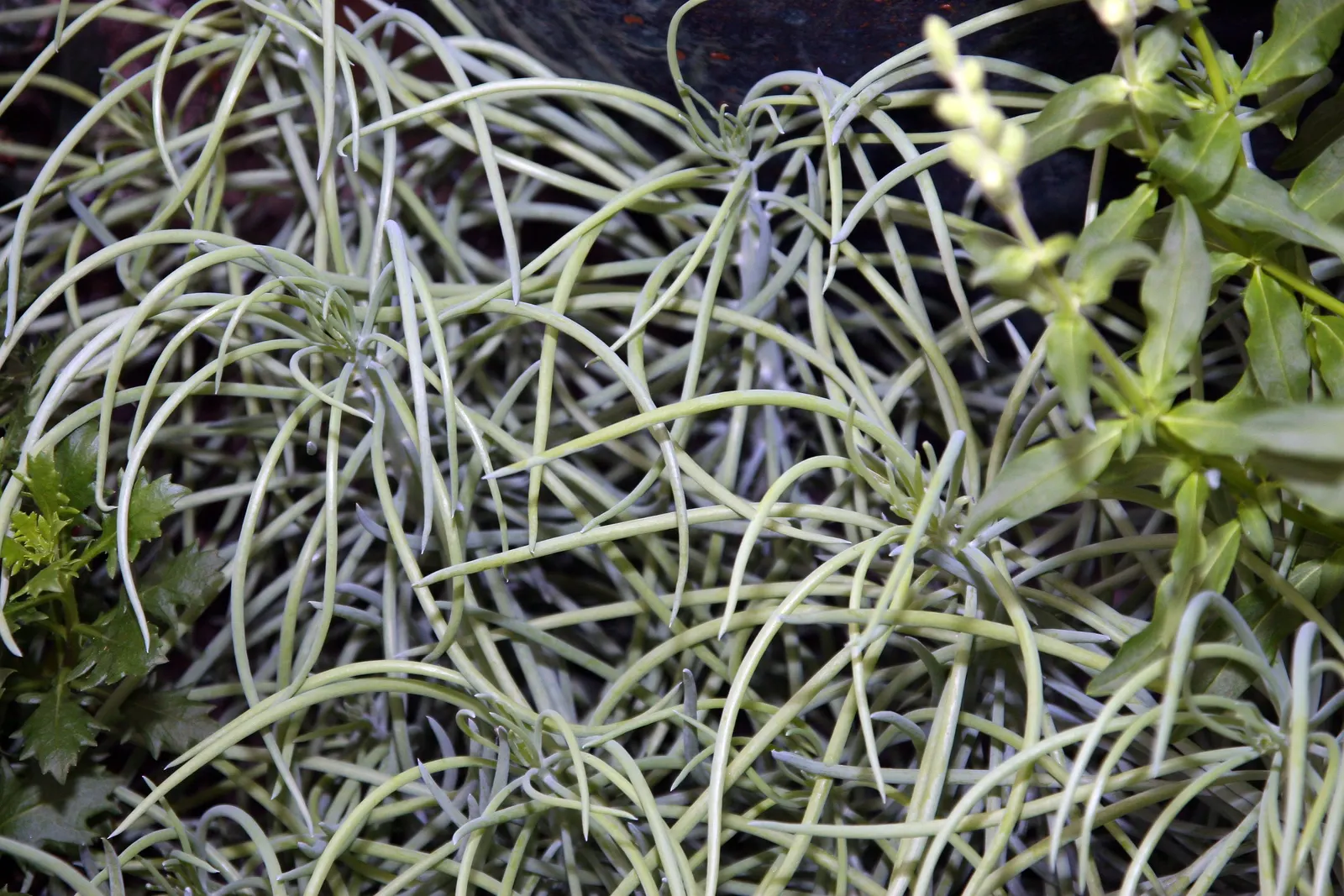 Narrow-leaf Chalksticks (Senecio Vitalis) — This drought-tolerant succulent reaches up to 12-18 inches in height and spreads around 24 inches wide