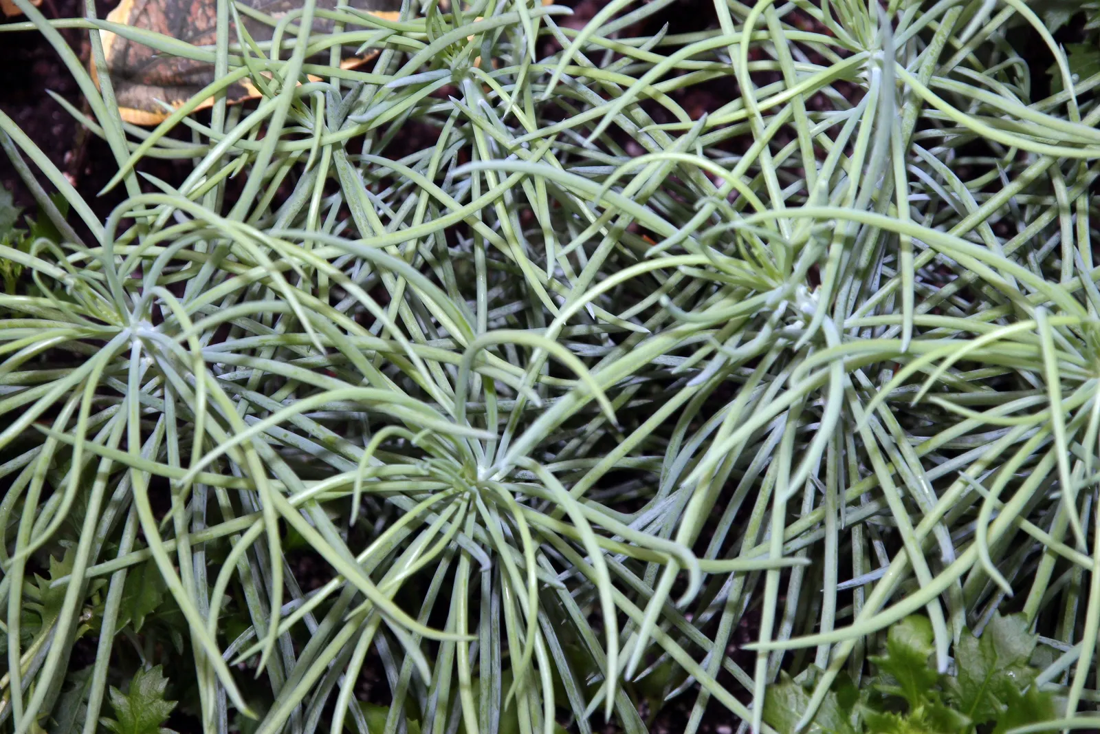 Narrow-leaf Chalksticks (Senecio Vitalis) — Ideal for xeriscaping, rock gardens, or as a ground cover, it thrives in full sun to partial shade
