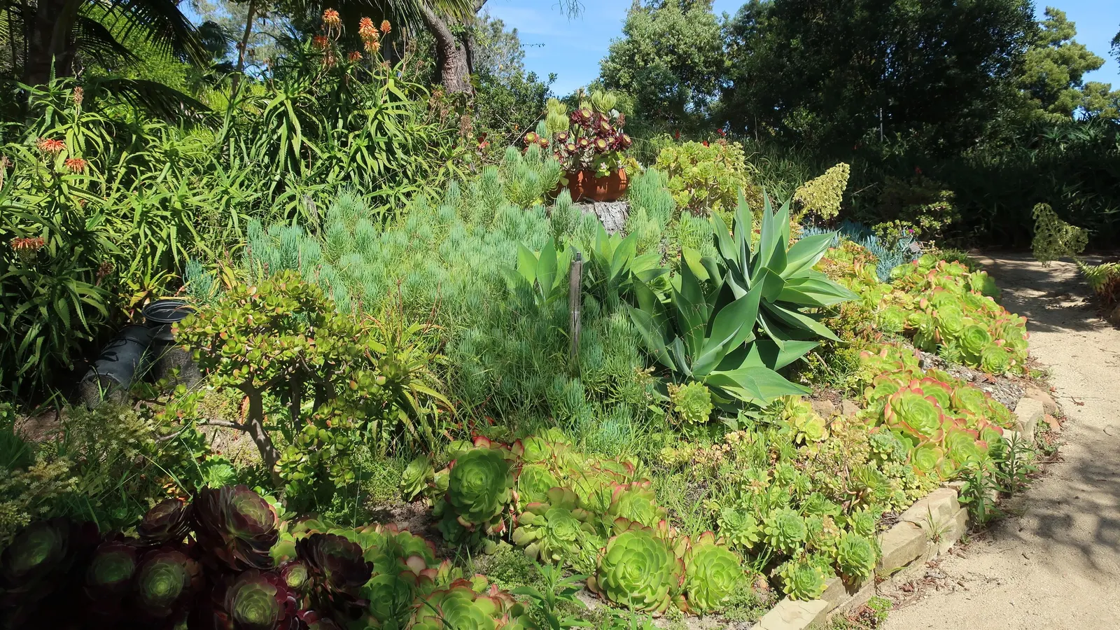 Narrow-leaf Chalksticks (Senecio Vitalis) — offering a unique texture akin to an underwater scene