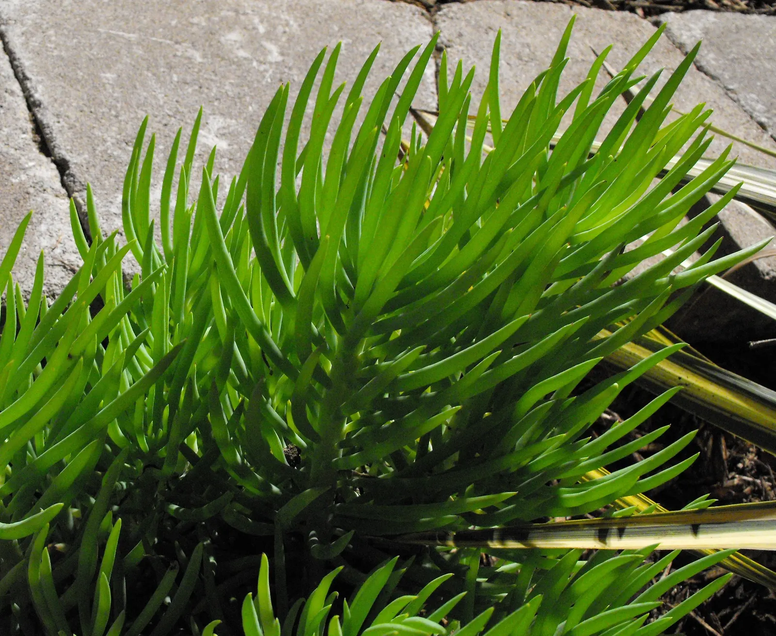 Narrow-leaf Chalksticks (Senecio Vitalis) — blue-green finger-like leaves