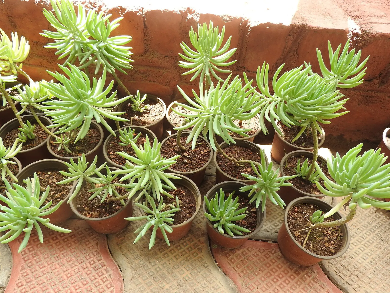 Narrow-leaf Chalksticks (Senecio Vitalis) — commonly referred to as 'Chalk Fingers' or 'Narrow-Leaf Chalksticks'