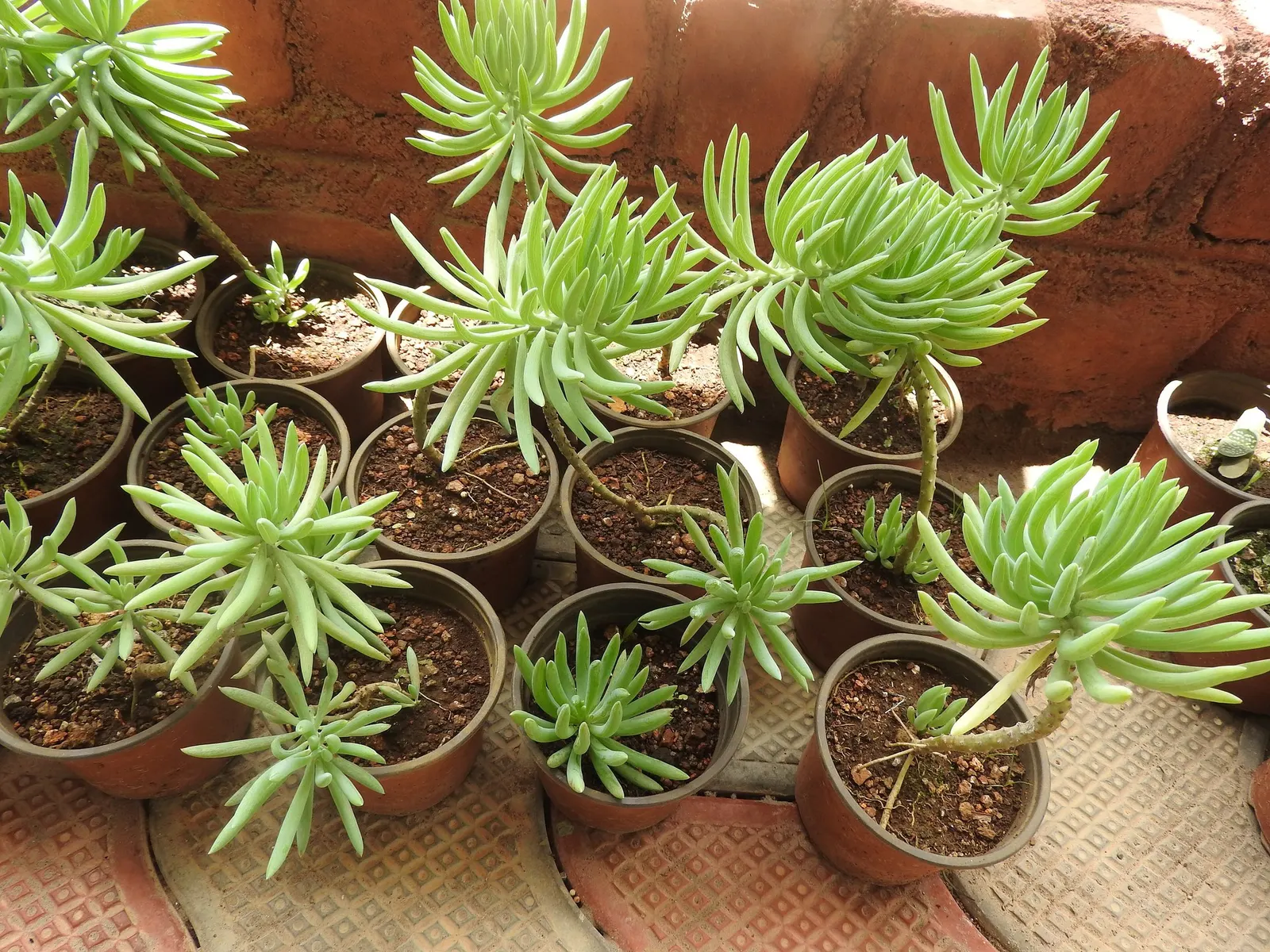 Narrow-leaf Chalksticks (Senecio Vitalis) — Hardy in zones 10-11, it requires well-draining soil and minimal watering once established