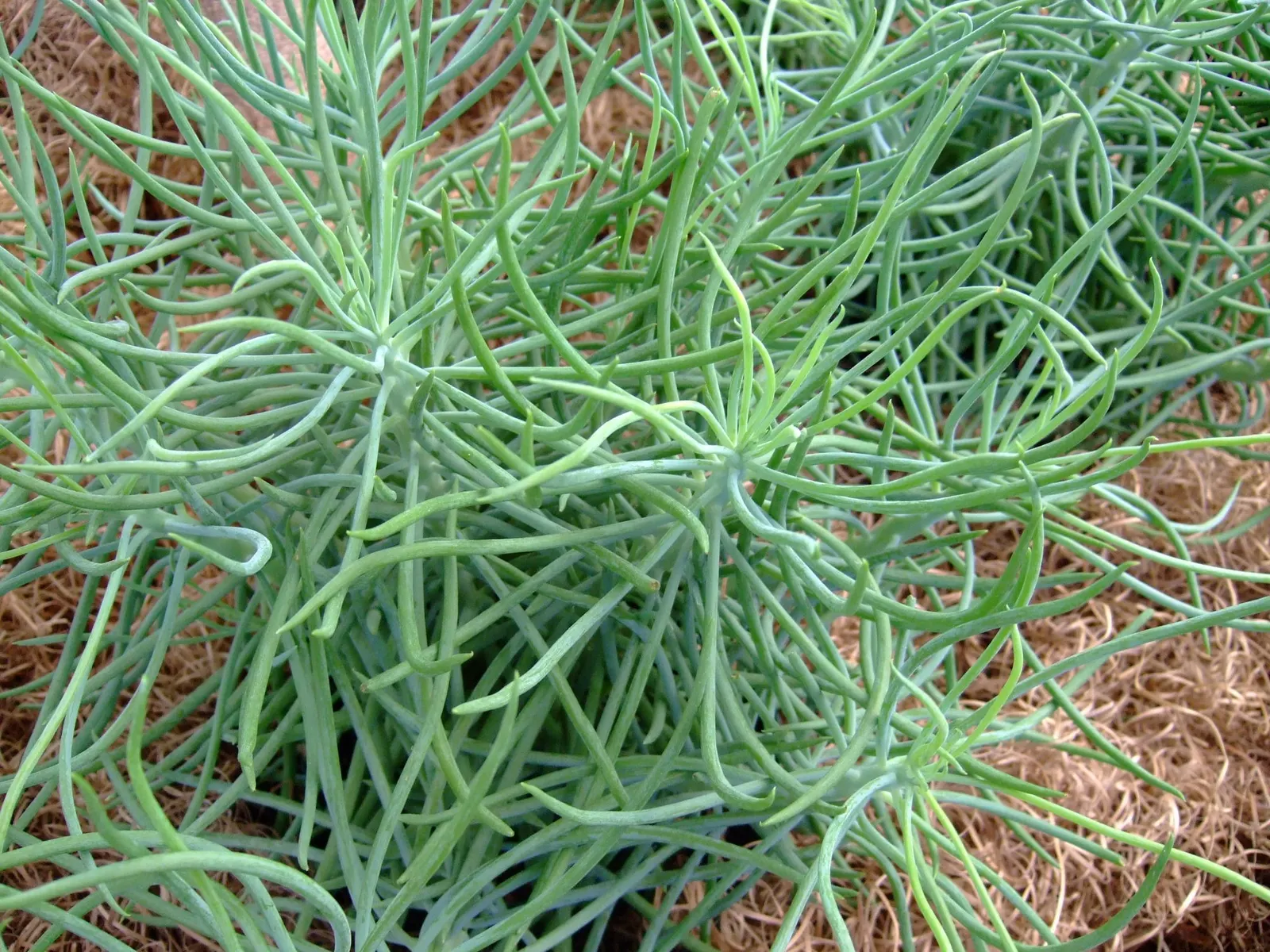 Narrow-leaf Chalksticks (Senecio Vitalis) — is a member of the Asteraceae family and is revered for its striking and resilient nature