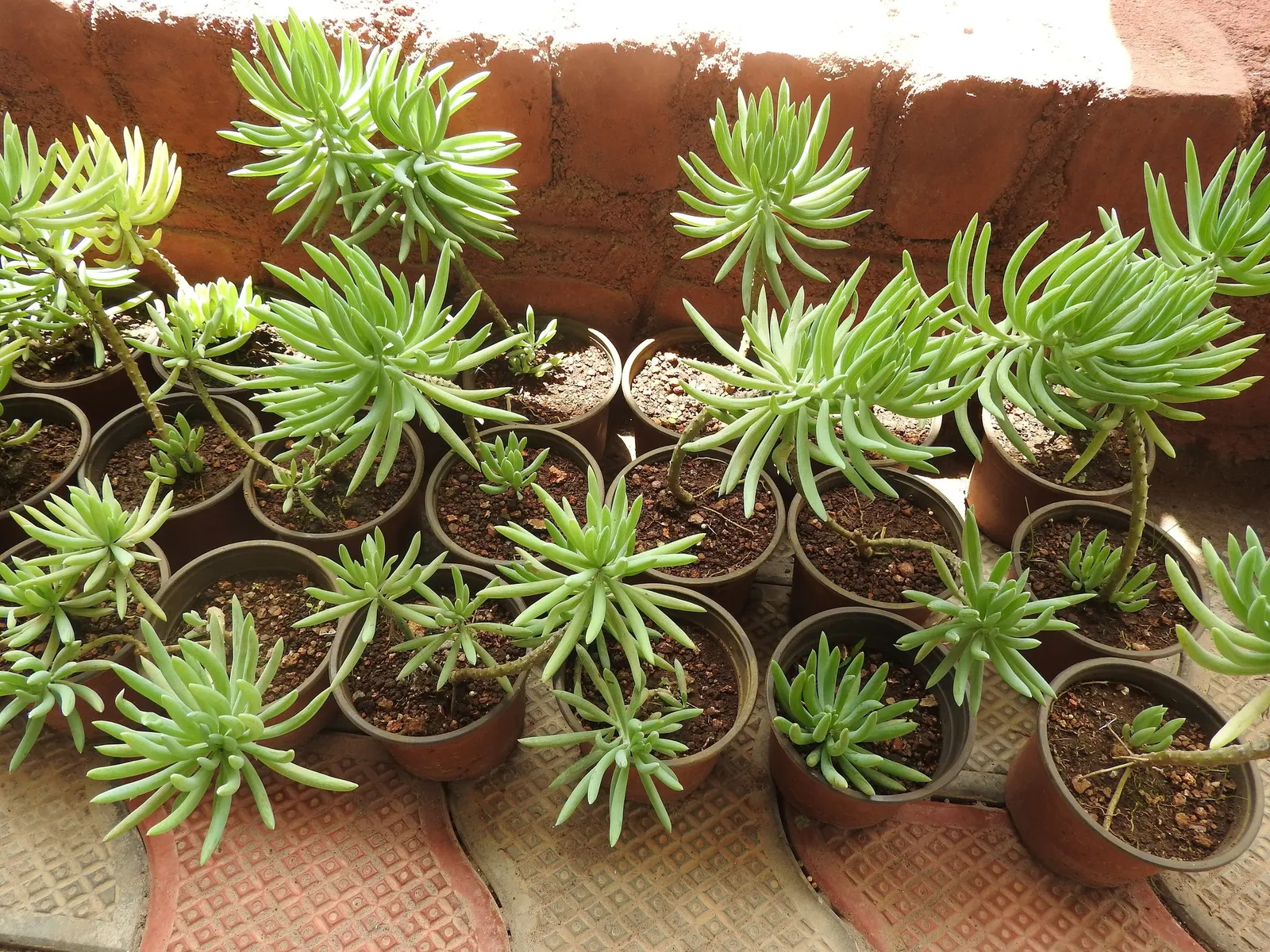 Narrow-leaf Chalksticks (Senecio Vitalis) — is a captivating succulent that will attract attention in any garden
