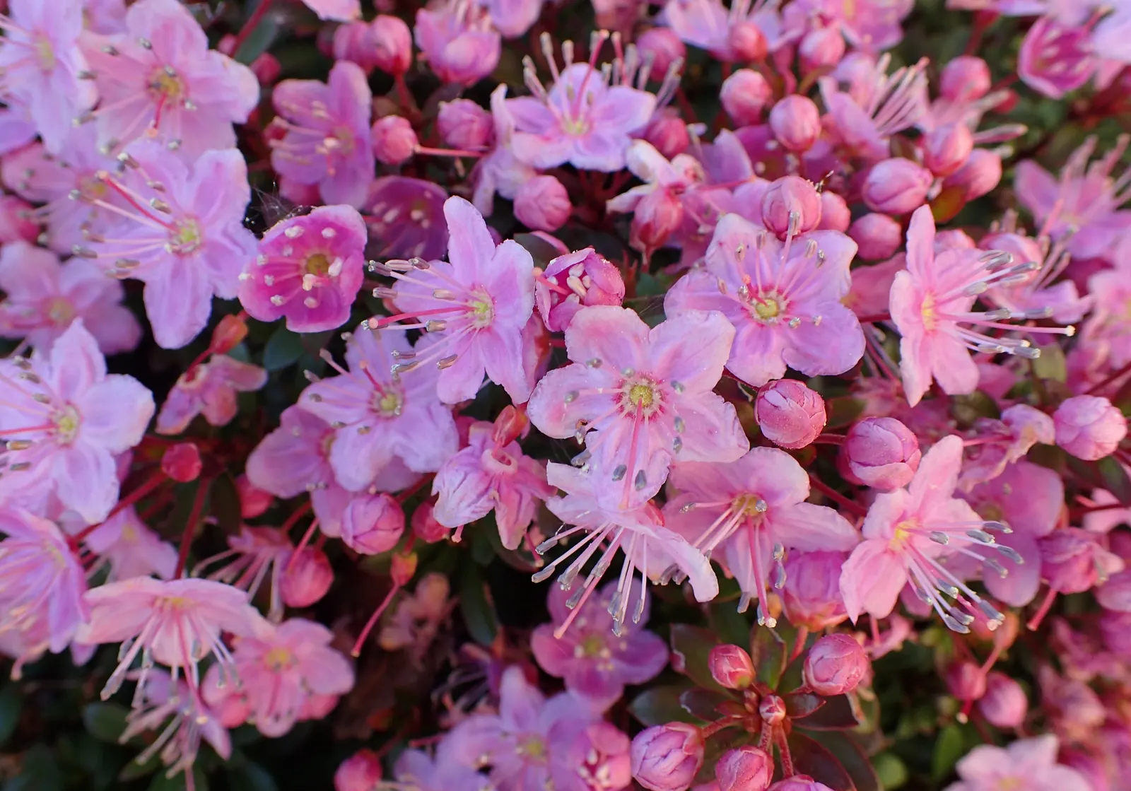 Kalmiopsis (Kalmiopsis Leachiana) — rose to lilac-hued blooms