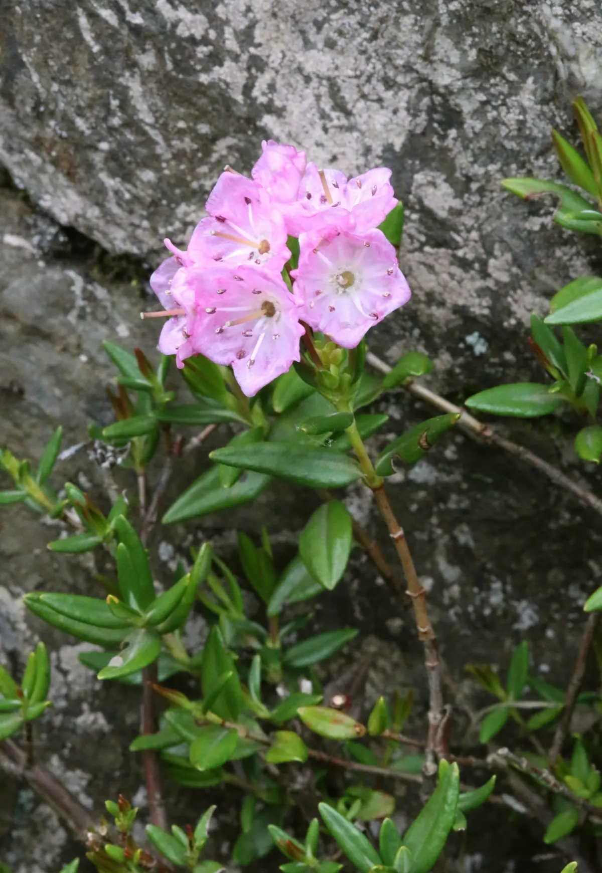 Kalmiopsis (Kalmiopsis Leachiana) — Ideal for rock gardens, it offers a hardy resilience and unique charm to Pacific Northwest landscapes