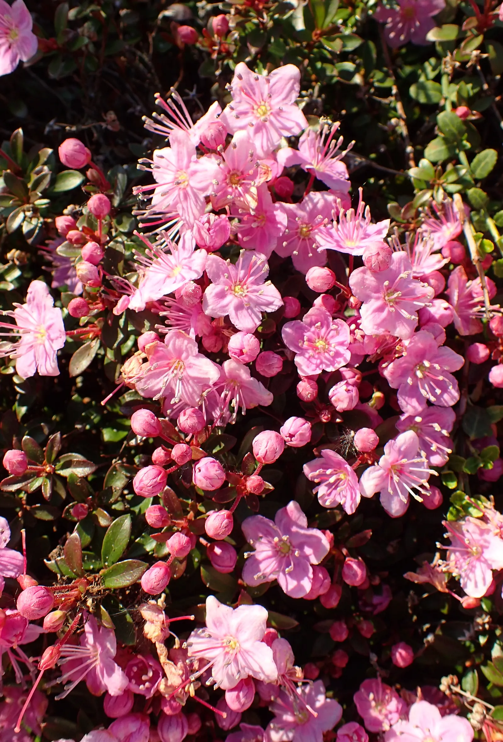 Kalmiopsis (Kalmiopsis Leachiana) — Preferring acidic, well-drained soil and partial shade, it requires minimal water once established
