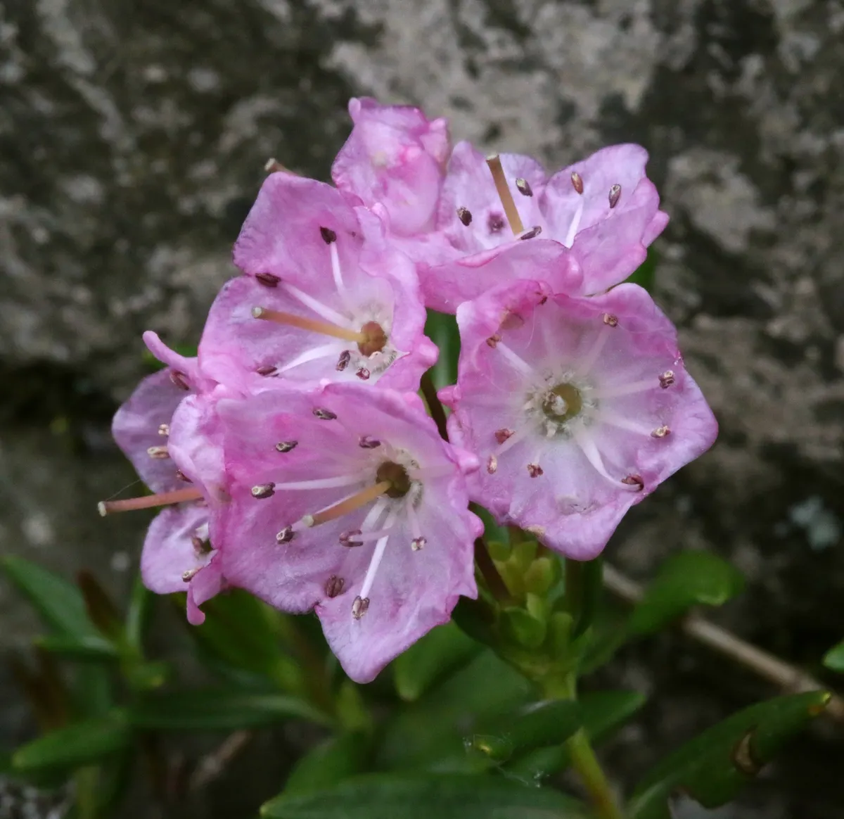 Kalmiopsis (Kalmiopsis Leachiana) — commonly referred to as Kalmiopsis