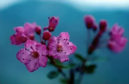 Kalmiopsis (Kalmiopsis Leachiana) — is an enchanting evergreen shrub