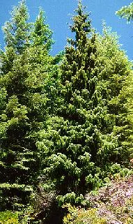 Kalmiopsis (Kalmiopsis Leachiana) — this compact plant typically reaches 1 to 2 feet in height and width