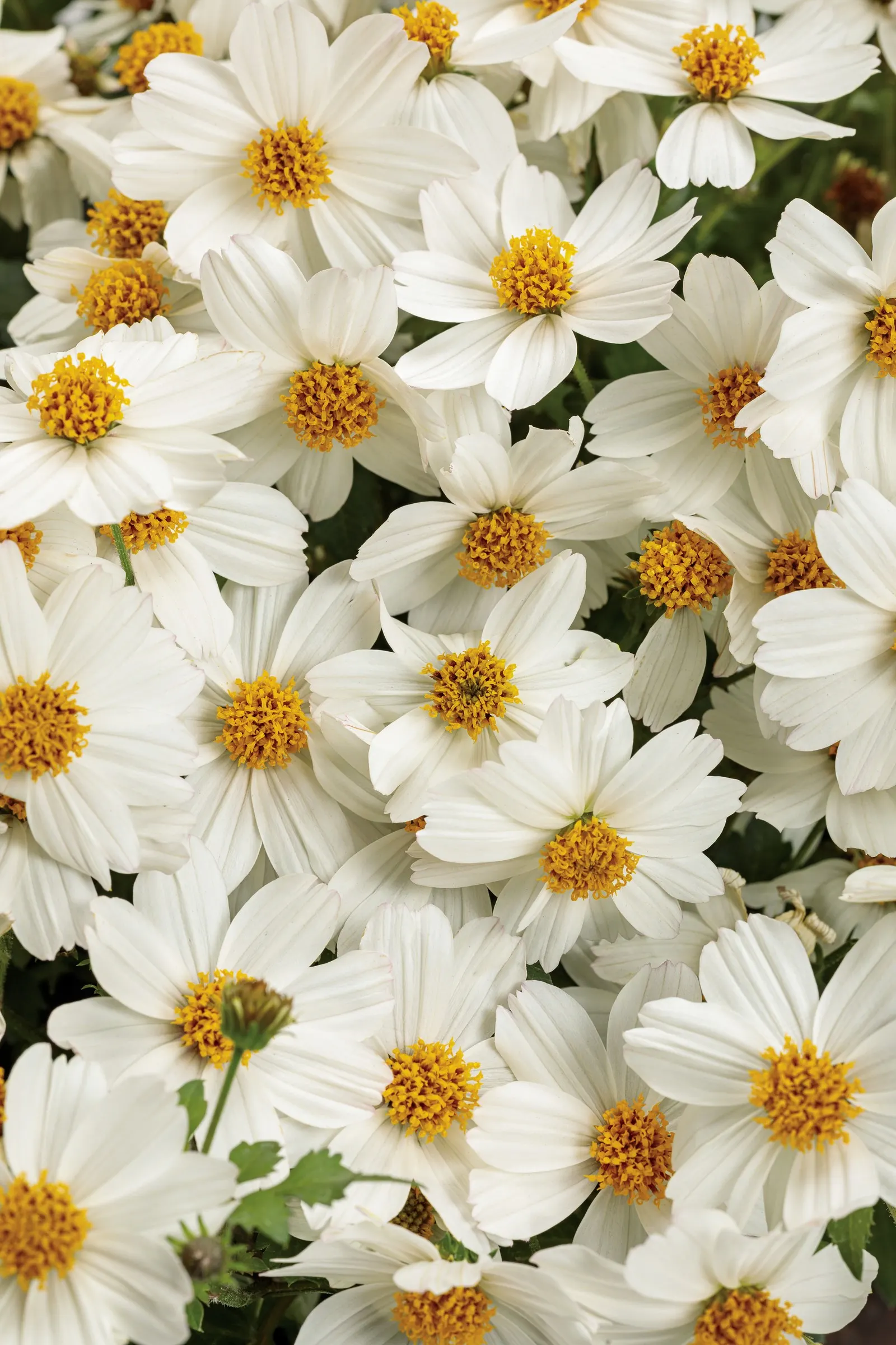 Marshmallow™ Bidens — It prefers well-drained soil of average fertility and grows most lushly with consistent moisture
