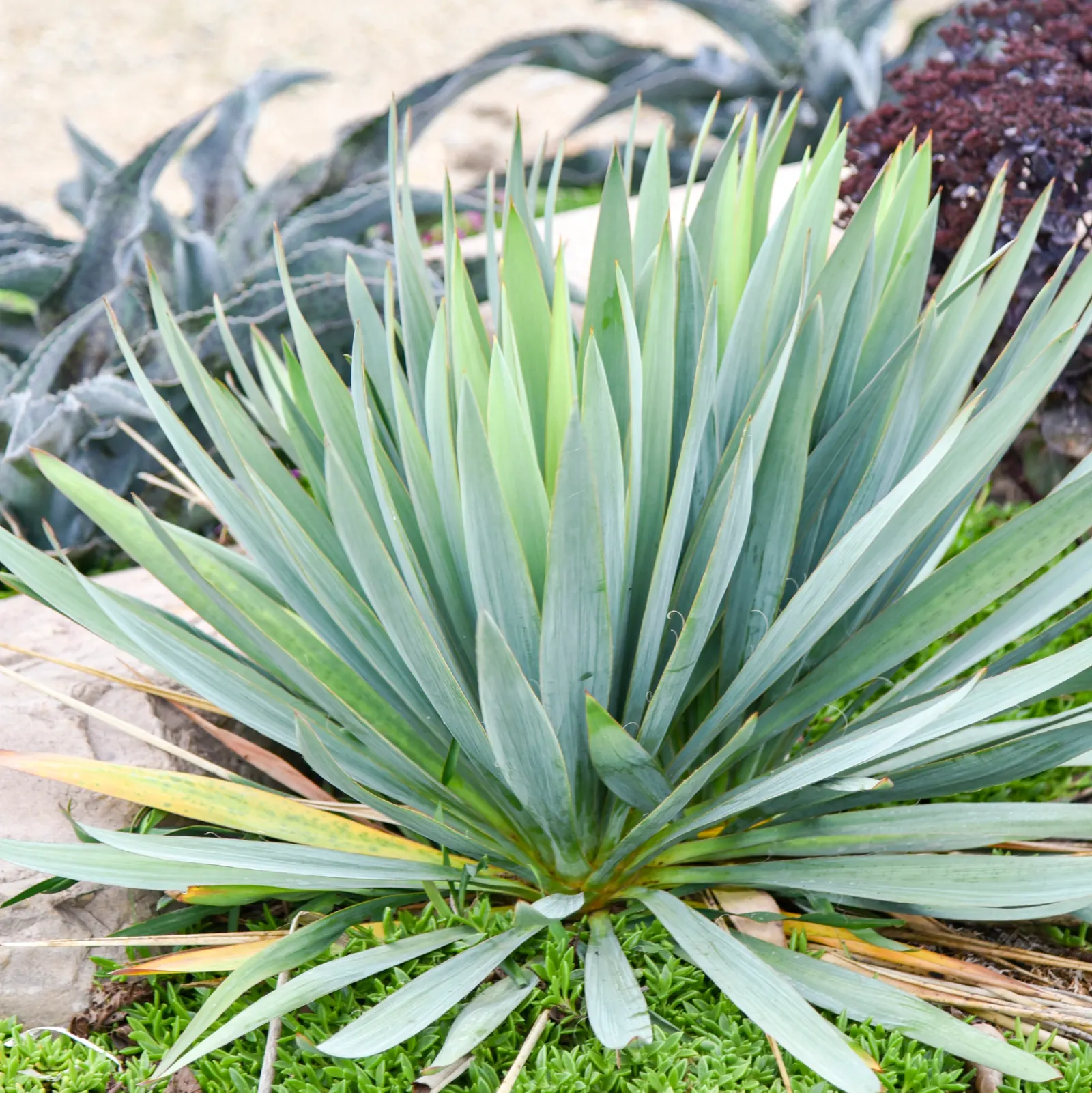 'Dragon Slayer' Adam's Needle (Yucca hybrid) — The Yucca hybrid 'Dragon Slayer' is a compact evergreen perennial with rigid