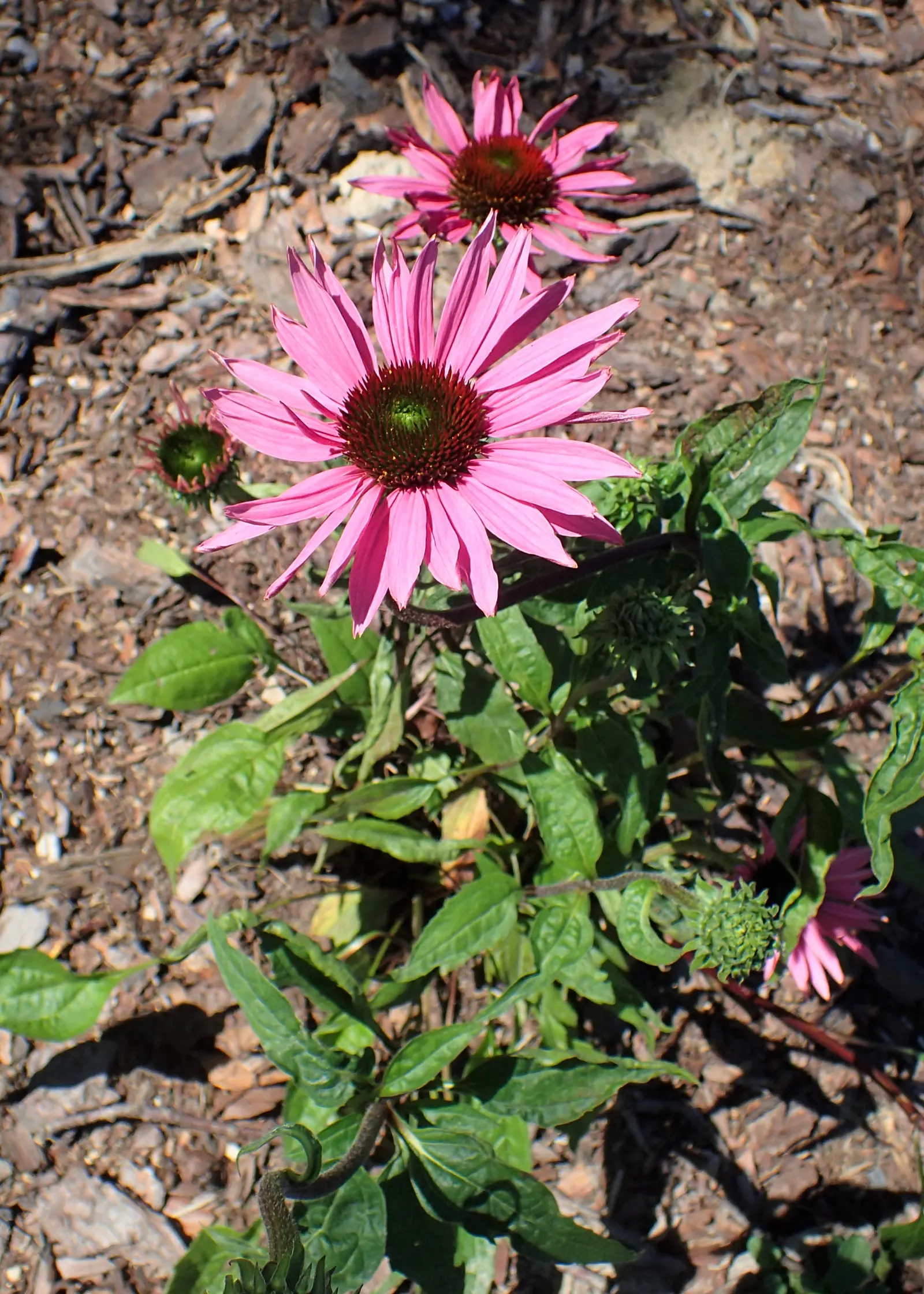 Ruby Giant Coneflower (Echinacea 'Ruby Giant') — ruby-pink petals radiate from a prominent