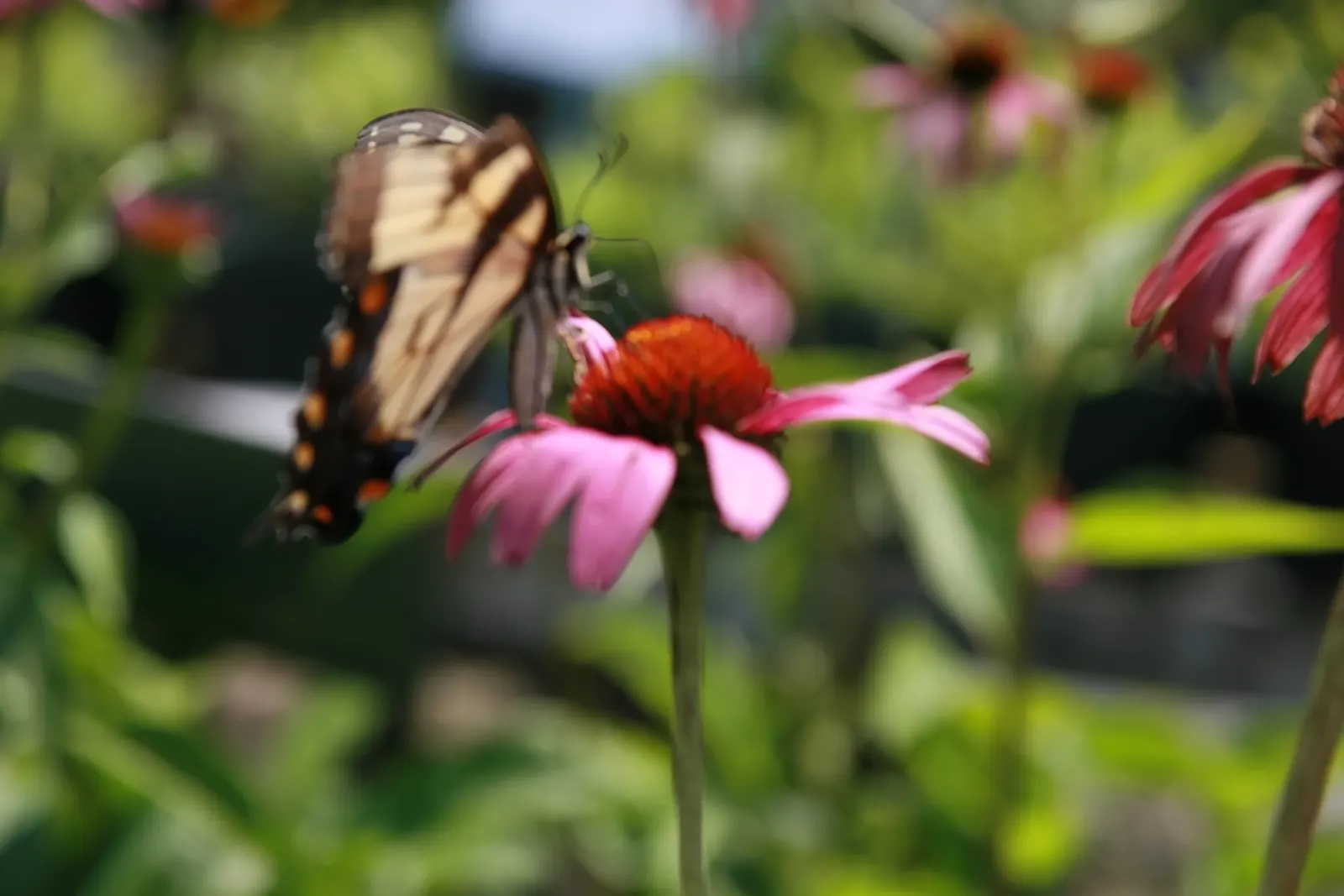 Ruby Giant Coneflower (Echinacea 'Ruby Giant') — Blooming from midsummer to fall