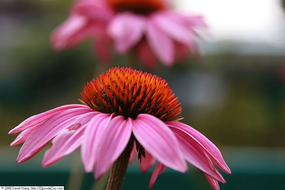 Ruby Giant Coneflower (Echinacea 'Ruby Giant') — ruby-pink petals surrounding a robust