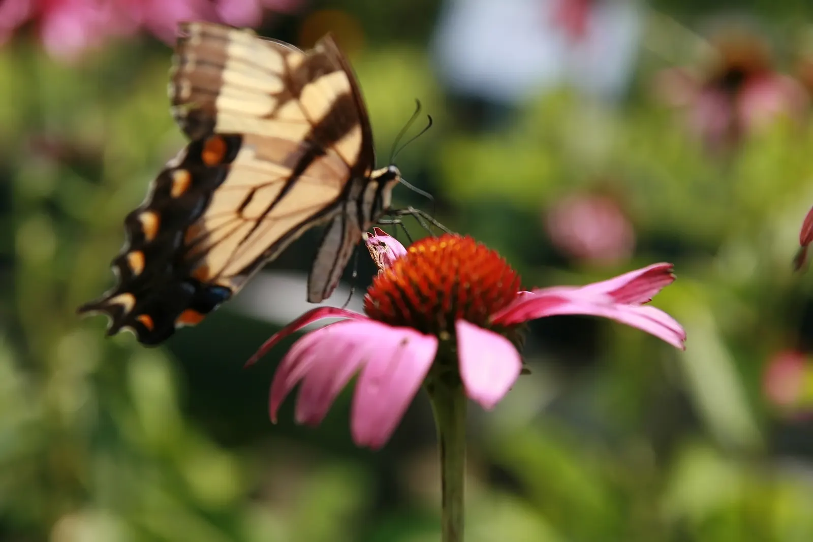 Ruby Giant Coneflower (Echinacea 'Ruby Giant') — This pollinator-friendly plant thrives in full sun and well-drained soil