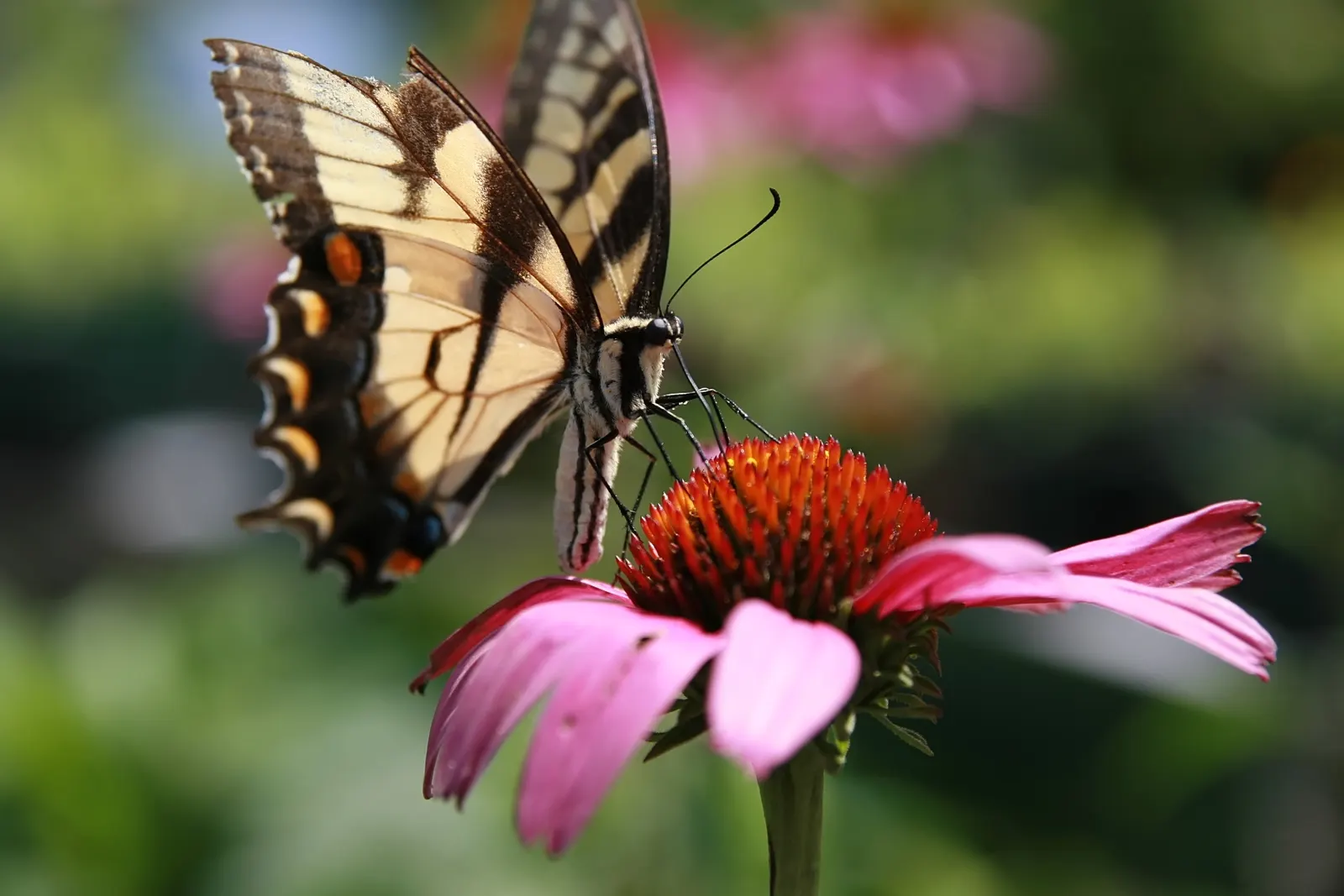 Ruby Giant Coneflower (Echinacea 'Ruby Giant') — It reaches up to 3 feet in height and spreads approximately 1.5 to 2 feet