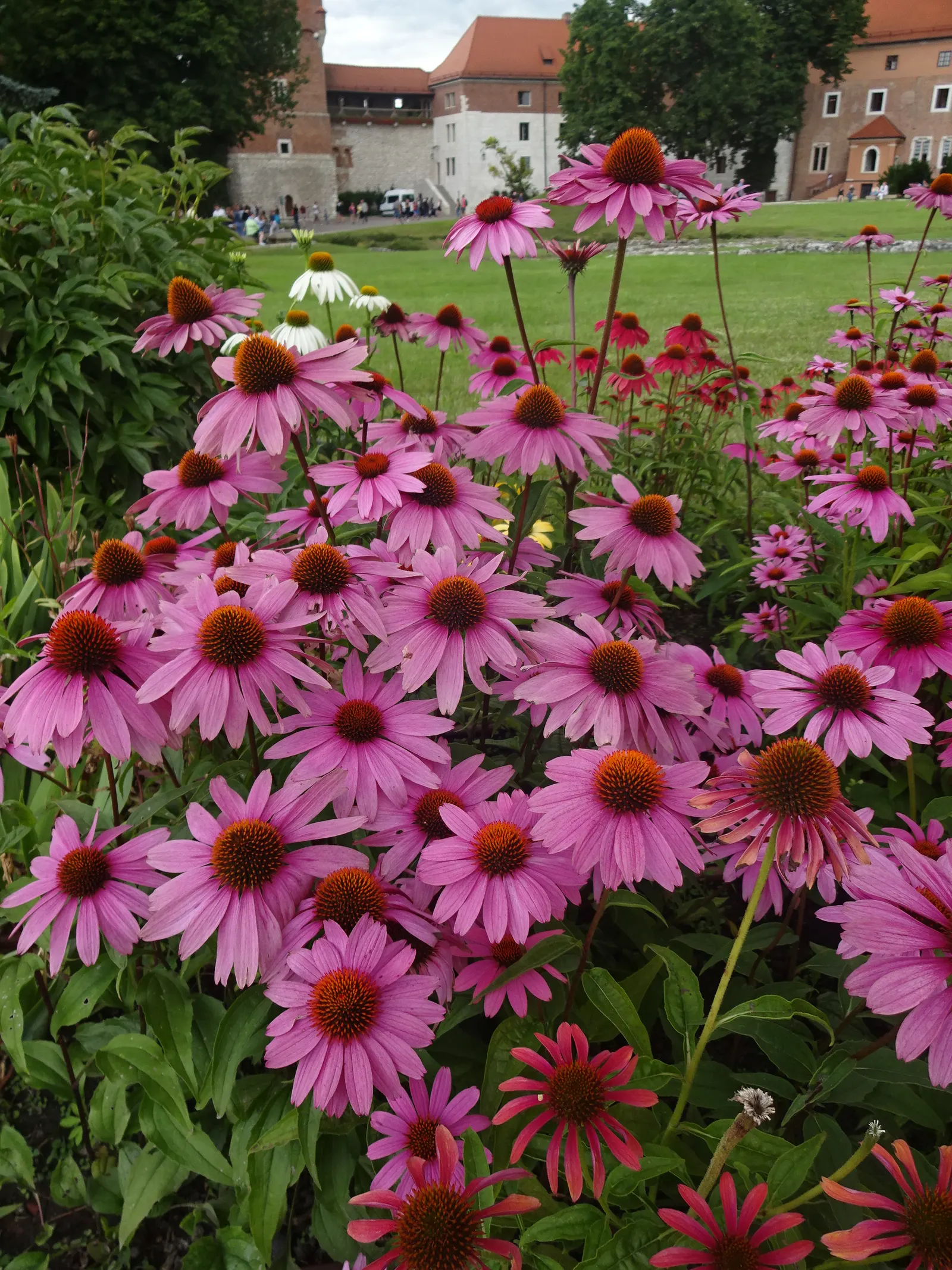 Ruby Giant Coneflower (Echinacea 'Ruby Giant') — enhancing garden resilience and seasonal interest