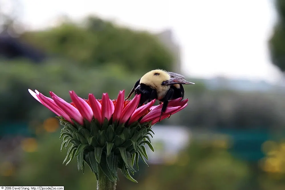 Ruby Giant Coneflower (Echinacea 'Ruby Giant') — and resistant to drought once established