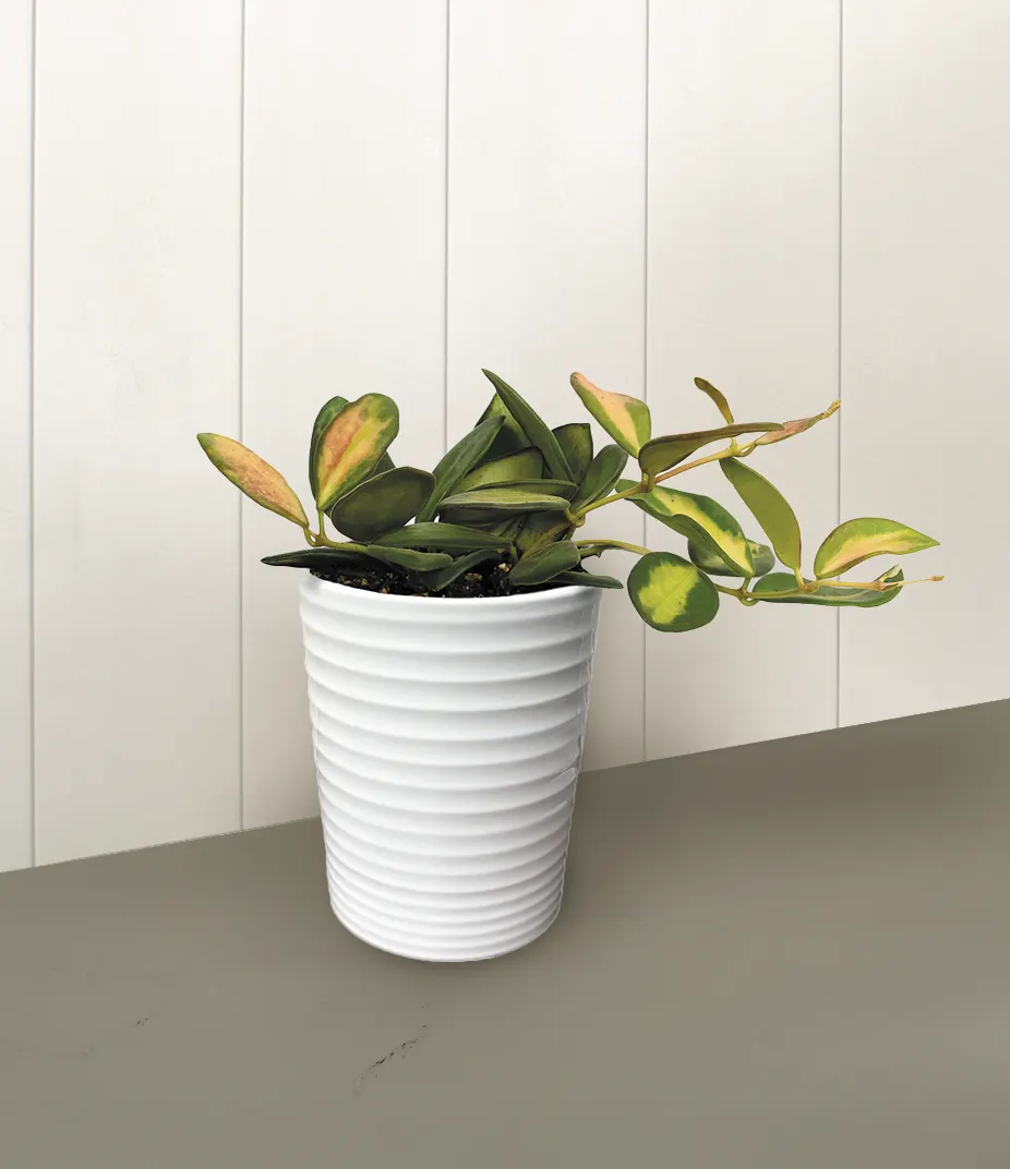 Sea Stones™ Wax Vine (Hoya burtoniae) — The Hoya burtoniae Sea Stones™ is a spreading wax vine with smooth