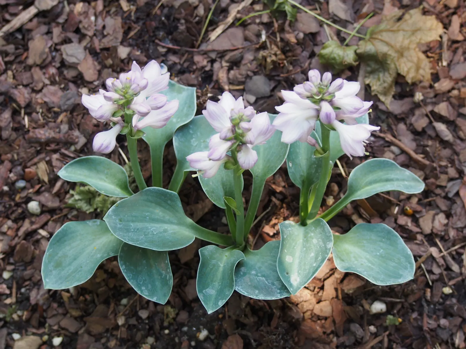Blue Mouse Ears Hosta (Hosta 'Blue Mouse Ears') — Lavender flowers bloom in midsummer, adding vertical interest at 8 inches high