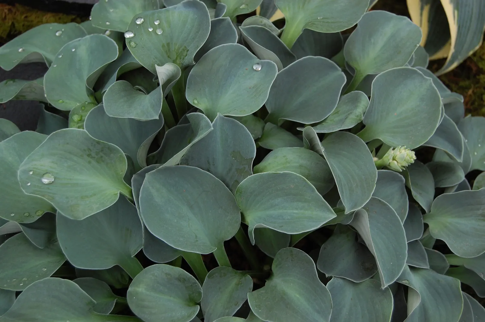 Blue Mouse Ears Hosta (Hosta 'Blue Mouse Ears') — rounded leaves with a unique blue-green hue