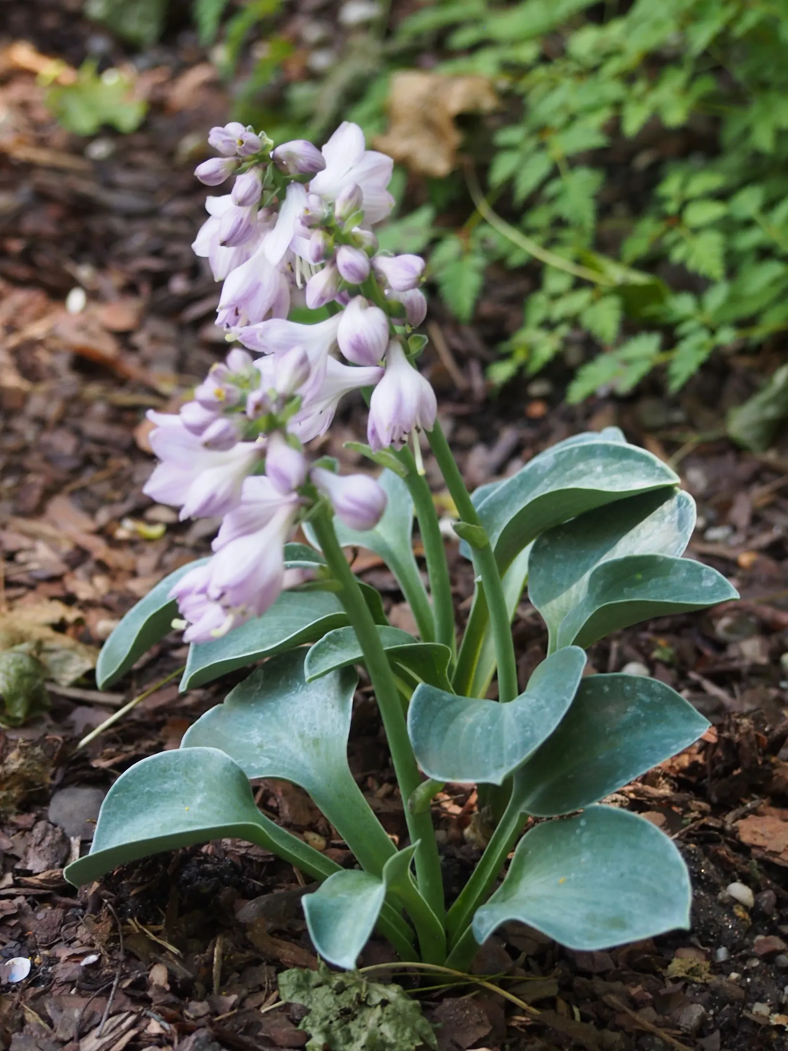 Blue Mouse Ears Hosta (Hosta 'Blue Mouse Ears') — Ideal as a border plant or in rock gardens, it grows 6 inches tall and 12 inches wide