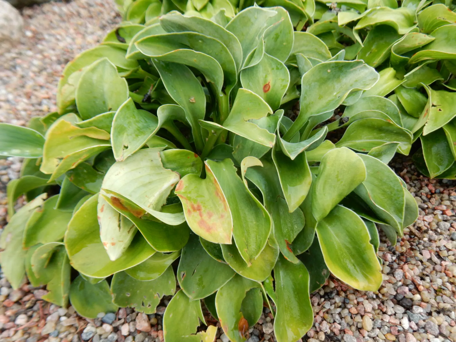 Blue Mouse Ears Hosta (Hosta 'Blue Mouse Ears') — The Hosta 'Blue Mouse Ears' features charming