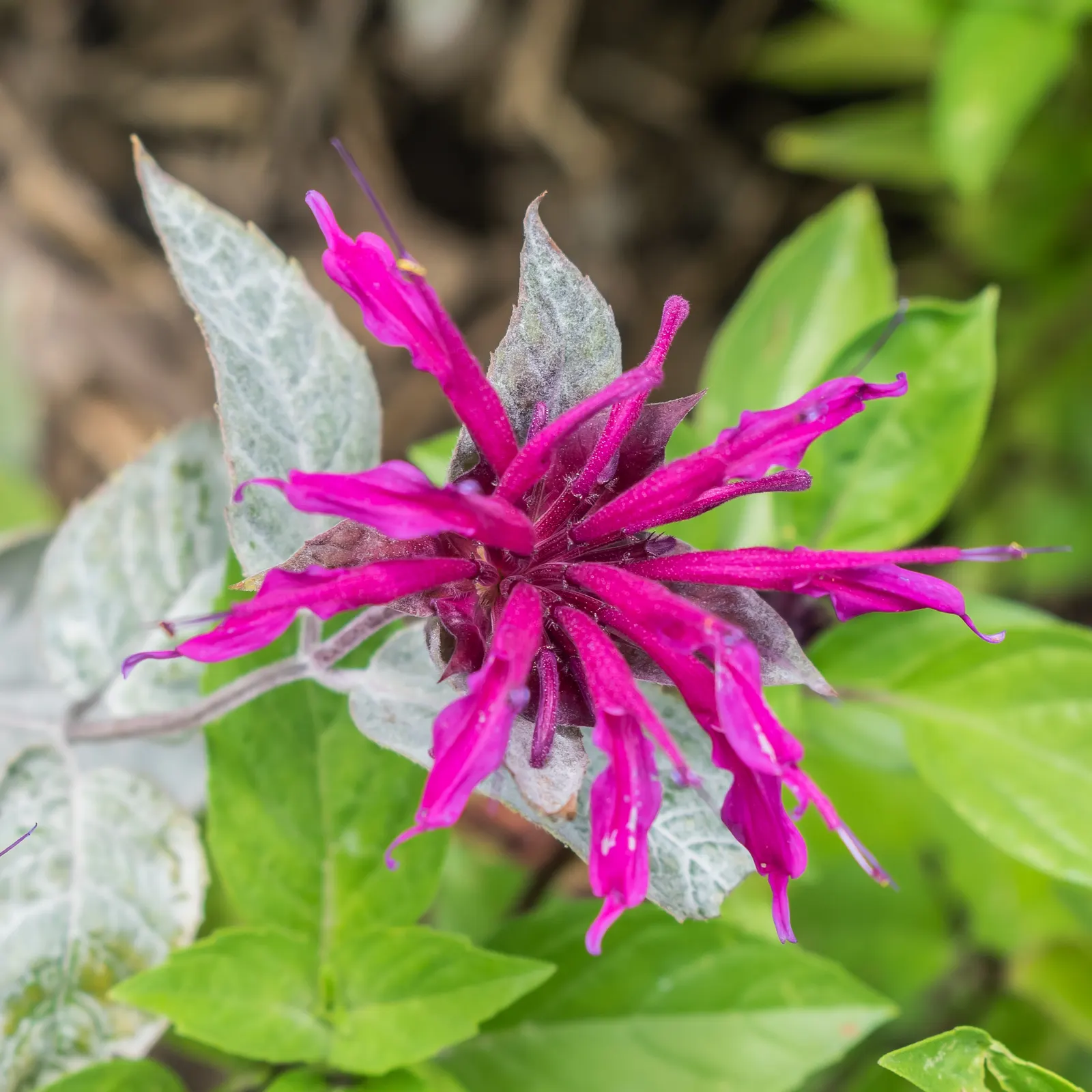 Cambridge Scarlet Bee Balm (Monarda Didyma 'Cambridge Scarlet') — commonly known as Bee Balm