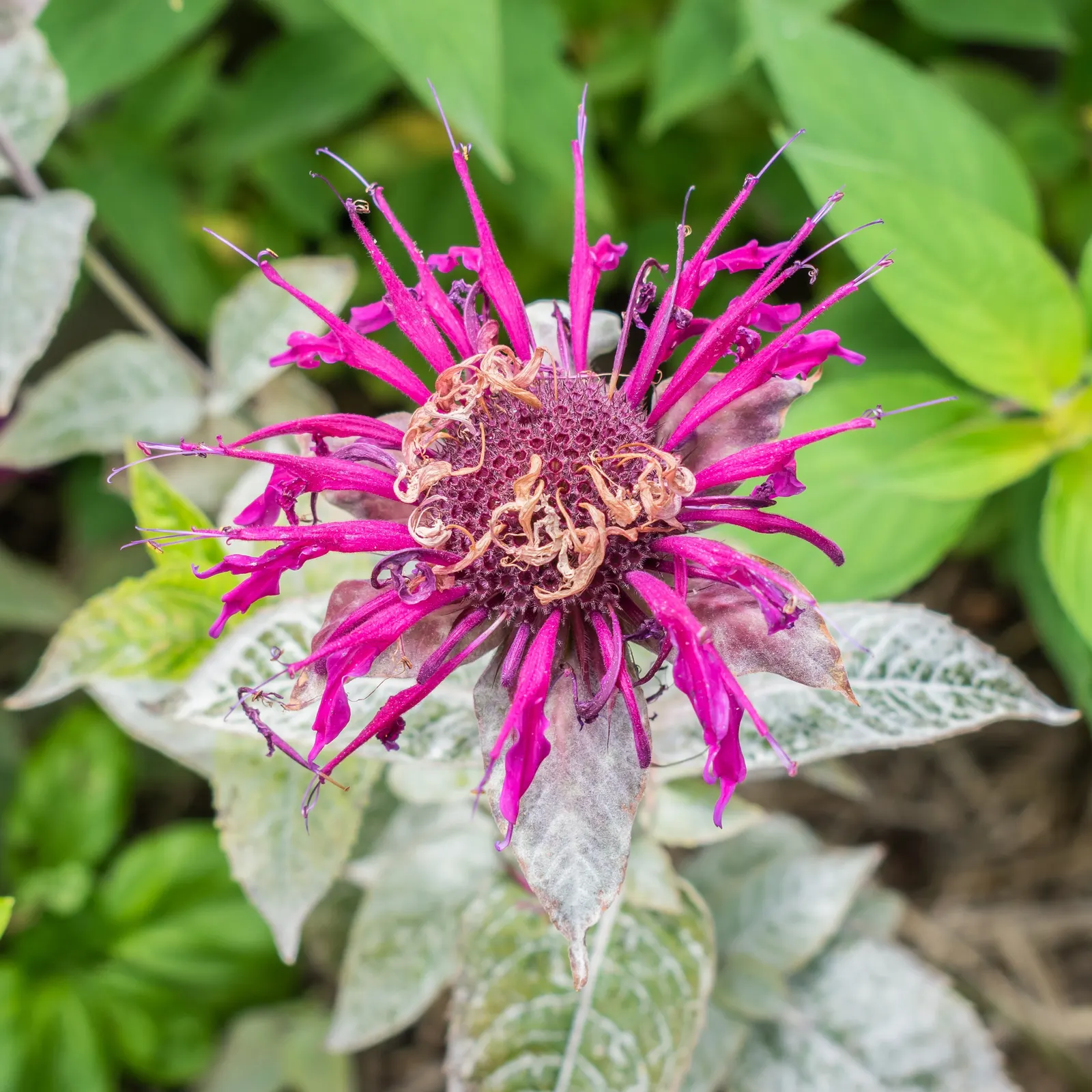 Cambridge Scarlet Bee Balm (Monarda Didyma 'Cambridge Scarlet') — Ideal for USDA Zones 4-9, it thrives in full sun to part shade and prefers moist