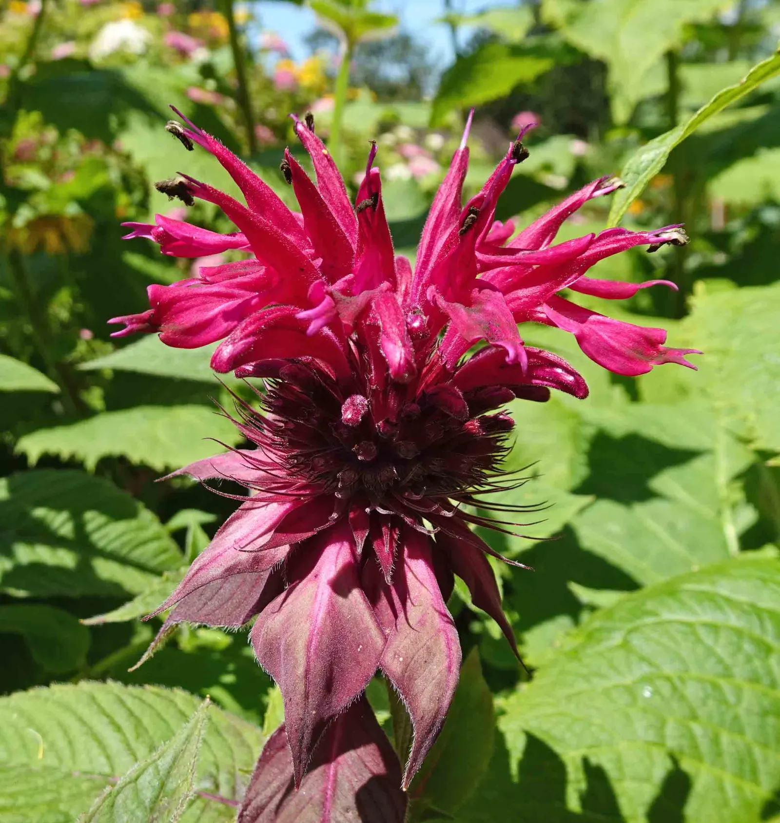 Cambridge Scarlet Bee Balm (Monarda Didyma 'Cambridge Scarlet') — boasts vibrant scarlet-red flowers atop 2-4 ft stems