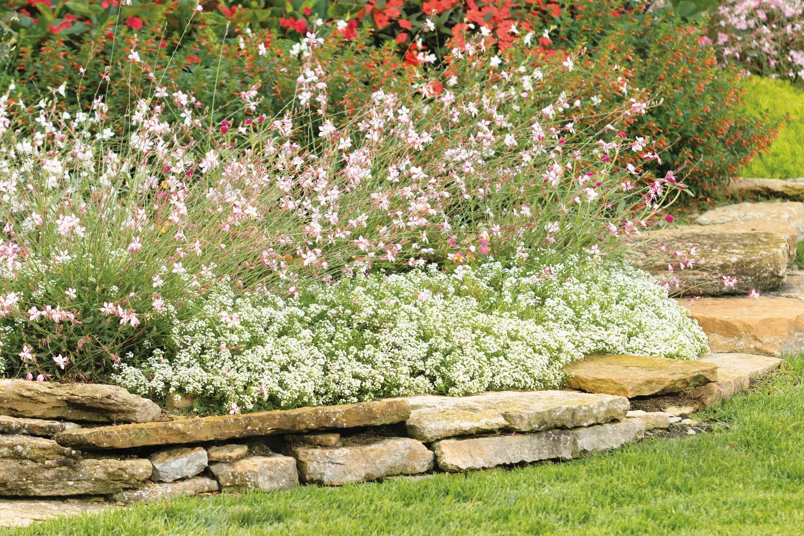Pink Picotee Butterfly Flower (Gaura Lindheimeri 'Stratosphere Pink Pi) — and nearly 1 to 2 feet in spread
