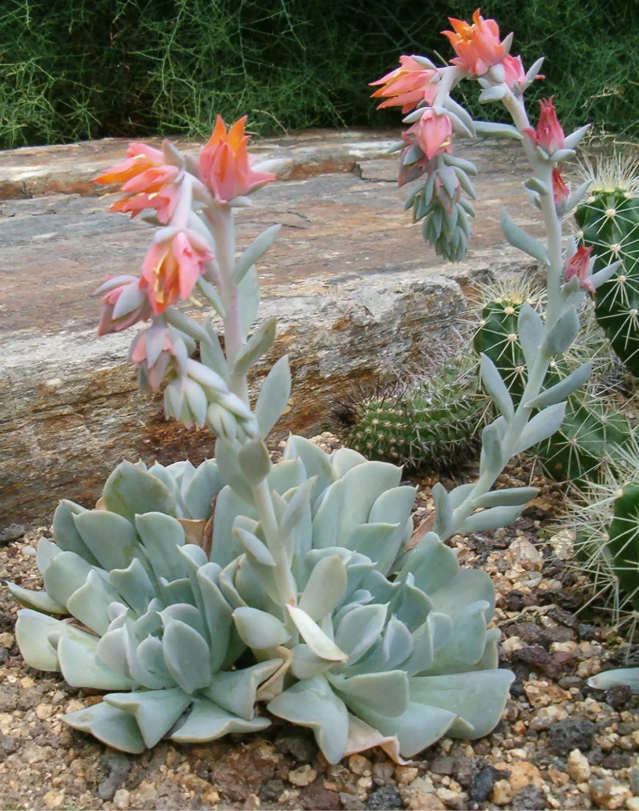 Echeveria 'Topsy Turvy' (Echeveria Runyonii 'Topsy Turvy') — as well as container displays